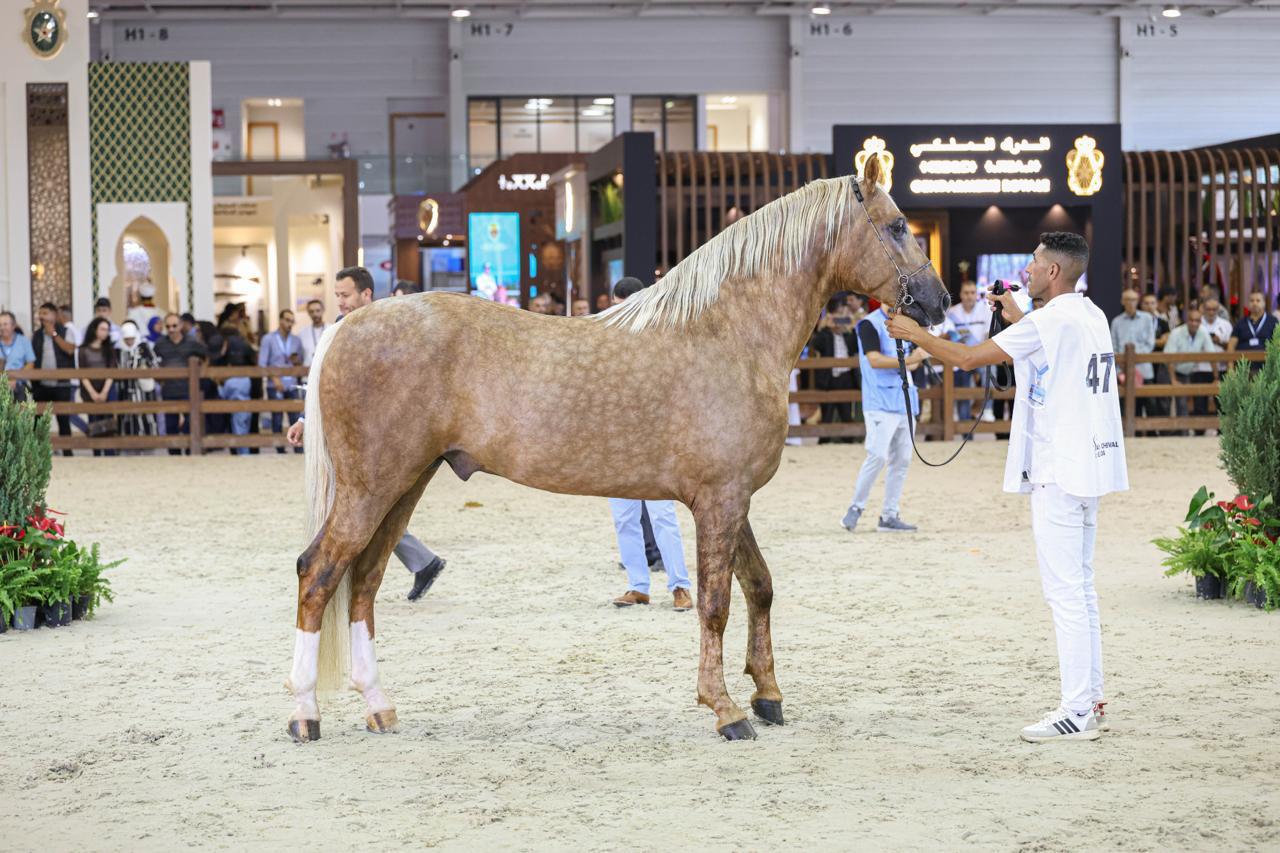 معرض الفرس بالجديدة… ترتيب مرور السربات المشاركة في الجائزة الكبرى لصاحب الجلالة الملك محمد السادس للتبوريدة. الدورة التاسعة من الجائزة الكبرى للتبوريدة